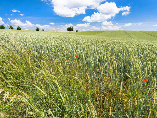 wheat ears on edge of green field in Picardy