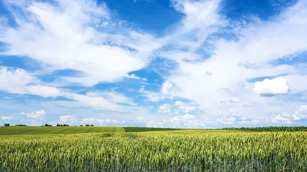 Sky with clouds over wheat plantation in Picardy — Stock Photo, Image