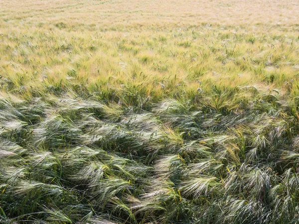 Jęczmień zielony pole w Pikardii we Francji — Zdjęcie stockowe