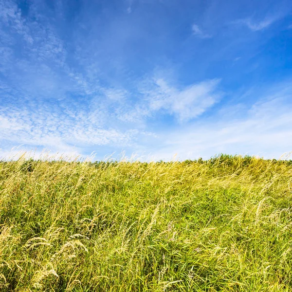 Meadow grasses on field under blue sky — Stock Photo, Image