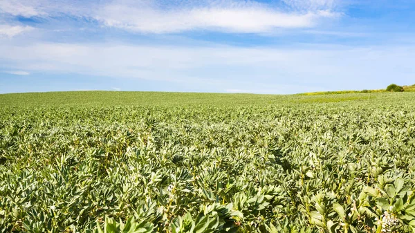 Nézd, vicia faba (bab) mező Franciaországban — Stock Fotó