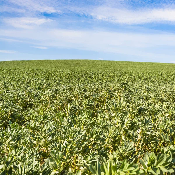 Vicia faba (bönor) fältet i Pas-de-Calais-regionen — Stockfoto