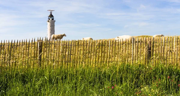 岬の上の灯台の近くの牧場の羊 — ストック写真