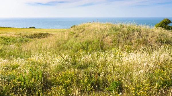 Meadow on Cap Gris-Nez in France — Stock Photo, Image