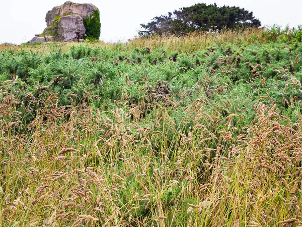 Grüne moorlandschaft an der küste von english channe — Stockfoto