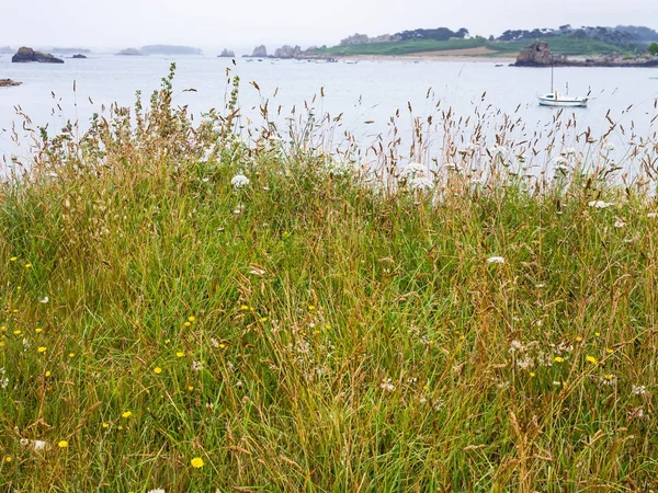 Grass on cape on coast of English Channel — Stock Photo, Image