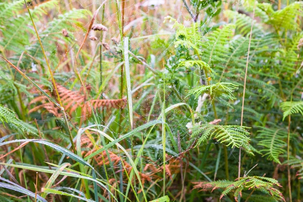 Natte spiderweb op groen gras op weide in Bretagne — Stockfoto