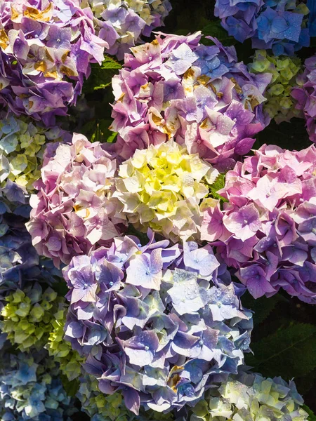 Flores tradicionais de hortênsia de bretão após a chuva — Fotografia de Stock
