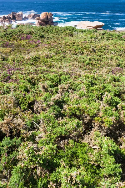 Groene heath kust op Ploumanac'h site in Bretagne — Stockfoto