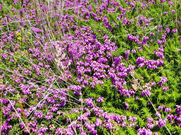 เฮเธอร์ ดอกไม้ในเพลินคอร์ ในฤดูร้อน — ภาพถ่ายสต็อก