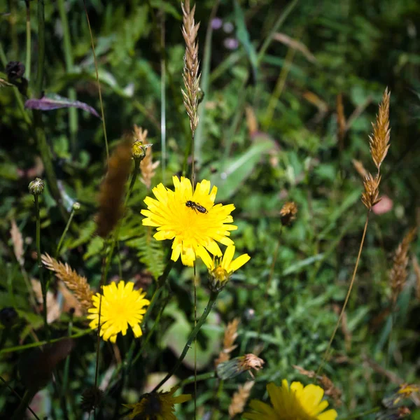 在普劳马纳赫草地上的黄色蒲公英花 — 图库照片