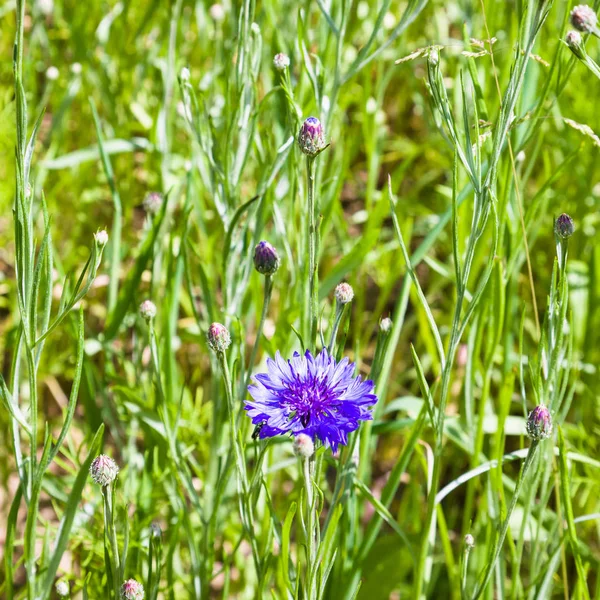 Flor de milho azul no prado verde na Bretanha — Fotografia de Stock