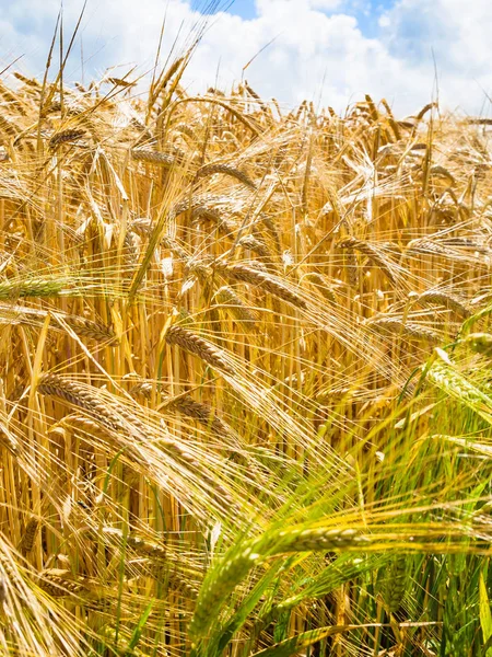 Orejas de centeno amarillo y verde en el campo en Bretaña —  Fotos de Stock