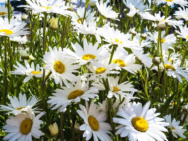 Many daisy flowers of flowerbed — Stock Photo, Image