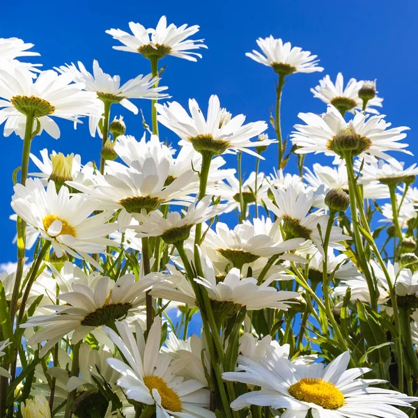 Bottom view of many daisy flowers — Stock Photo, Image