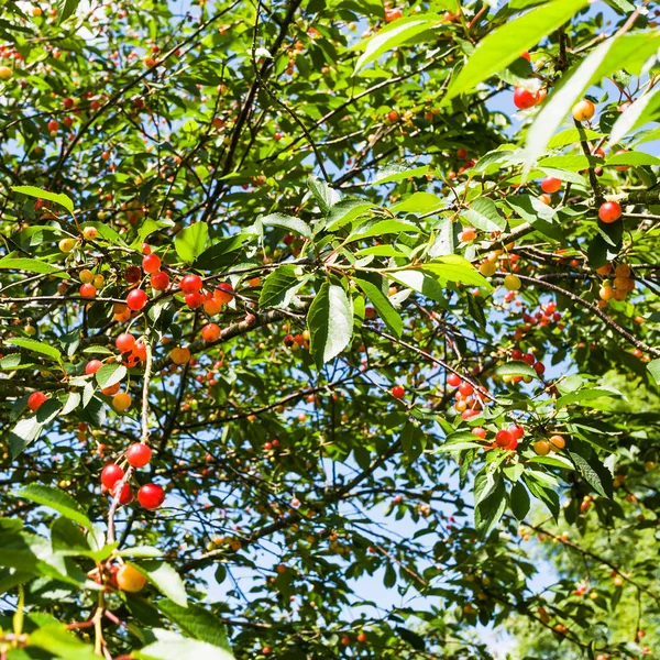 Körsbärsträd med mogna frukter i Bretagne — Stockfoto