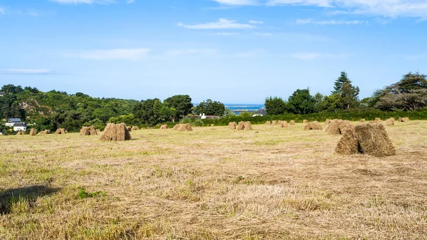 Geoogste veld op de kust van kanaal — Stockfoto