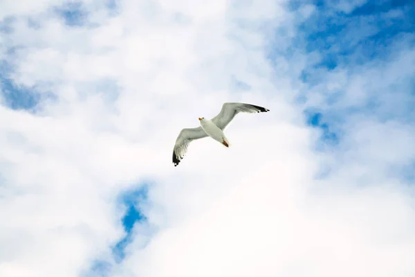 Seagull soaring in blue sky with white clouds — Stock Photo, Image