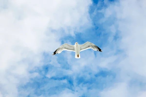 Sea gull soars in blue sky with white clouds — Stock Photo, Image