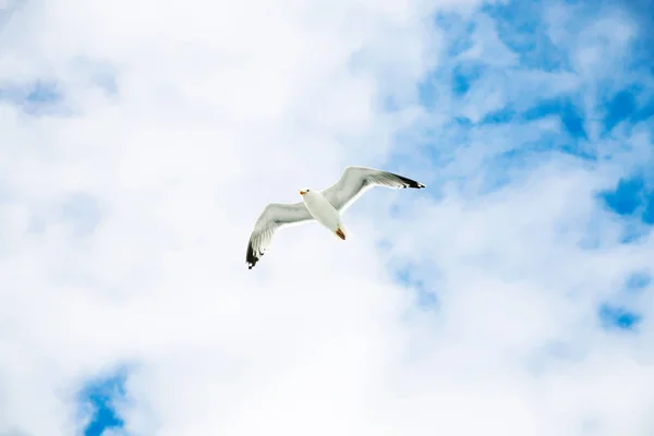 Seagull hovering in blue sky with white clouds — Stock Photo, Image