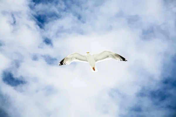 Sea gull hovers in blue sky with white clouds — Stock Photo, Image