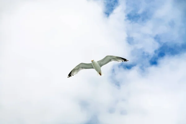 Seagull flies in blue sky with white clouds — Stock Photo, Image