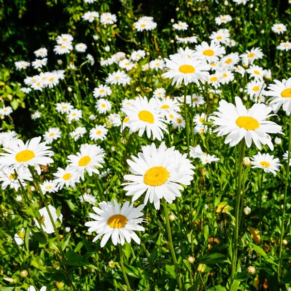 Vele madeliefjebloemen op weide op Atlantische kust — Stockfoto