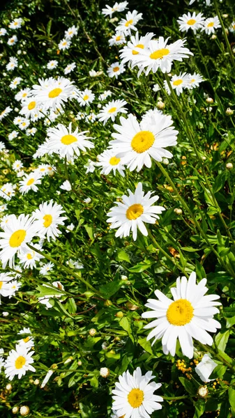 Many daisy flowers on green lawn on atlantic coast — Stock Photo, Image