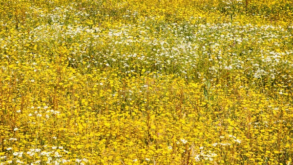 Valkoinen ja keltainen kamomilla kukkia niityllä — kuvapankkivalokuva