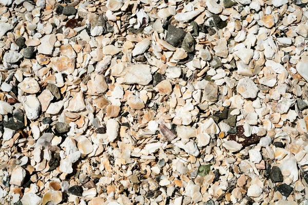 Superficie de moluscos conchas de playa en Cancale — Foto de Stock