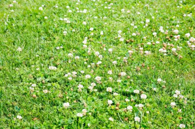 Beyaz yonca çiçek ile yeşil çayır