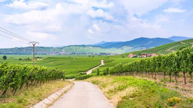 köy yolunda Alsace üzüm bağları arasında