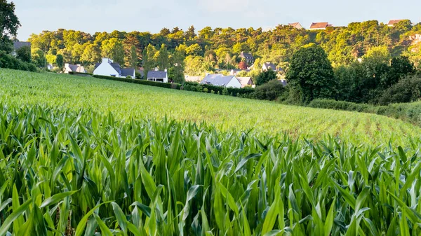 Campo de milho verde na aldeia de Pl=azlanec — Fotografia de Stock