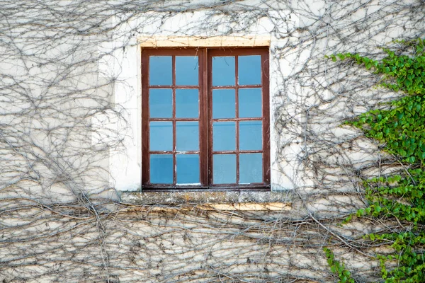 Fereastră în peretele exterior al casei suprasolicitate de iederă — Fotografie, imagine de stoc