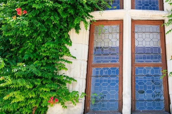 Vecchia finestra e pianta verde bindweed — Foto Stock