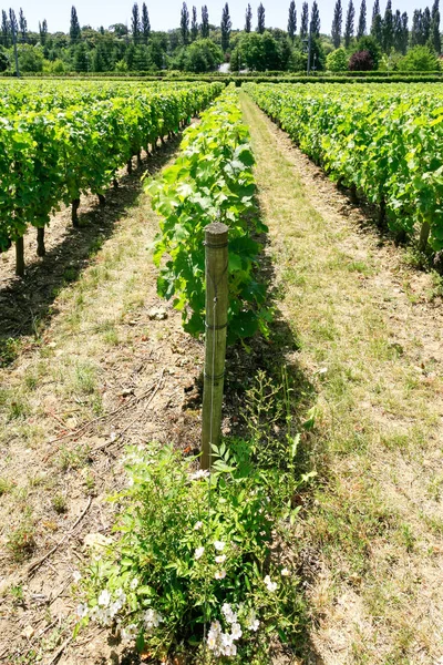 フランスのロワール渓谷のぶどう畑 — ストック写真