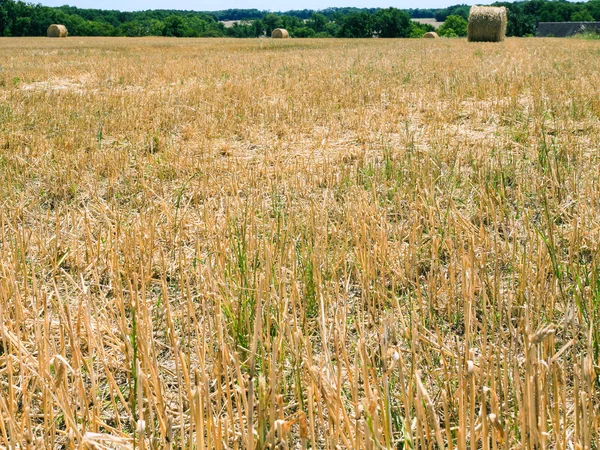 Stalks on harvested field in Val de Loire — Stock Photo, Image