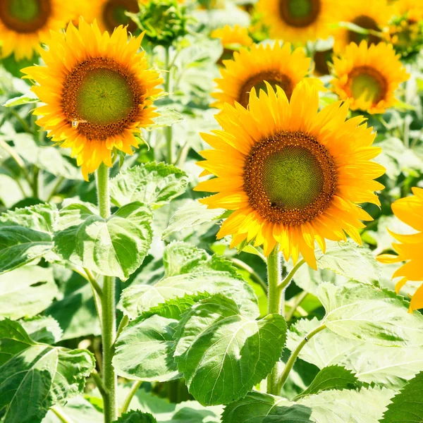 Yellow sunflower blooms on field in Val de Loire — Stock Photo, Image