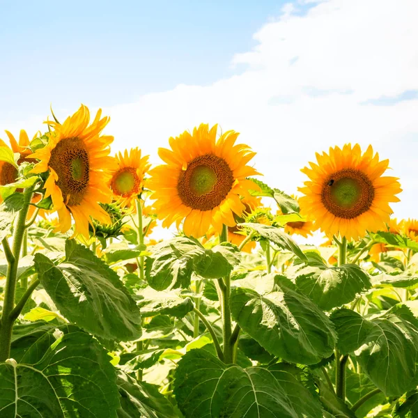 Yellow sunflowers on field under blue sky — Stock Photo, Image