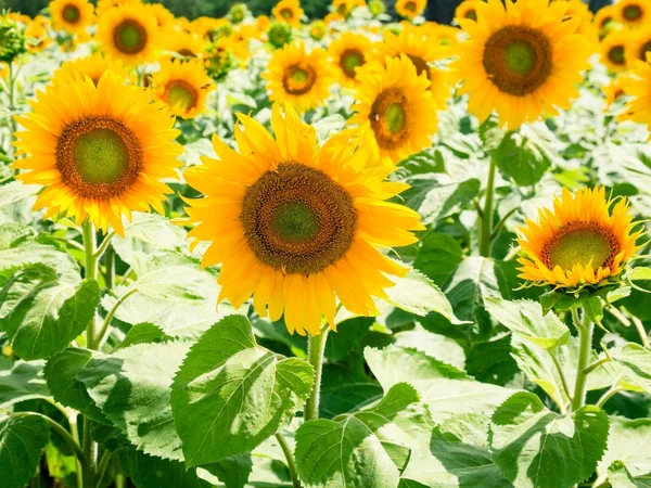 Gelbe Sonnenblumenblüten auf dem Feld in val de loire — Stockfoto