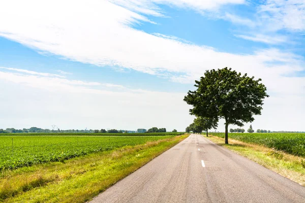 Straße in Feldern im Elsass am Sommertag — Stockfoto