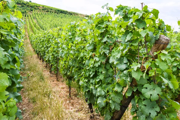 Vingård i regionen Alsace vinvägen i sommar — Stockfoto