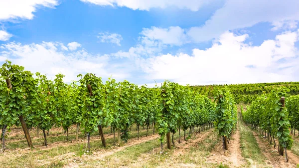 Modrá obloha nad vinicí v regionu Alsasko — Stock fotografie