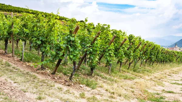 Green vineyard on hill in region of Alsace — Stock Photo, Image