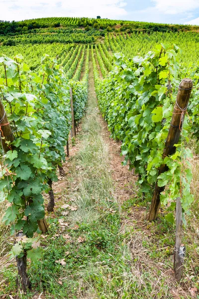 Grøn vingård i regionen Alsace Wine Route - Stock-foto