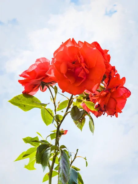 Rozen en blauwe hemel met wolken op achtergrond — Stockfoto