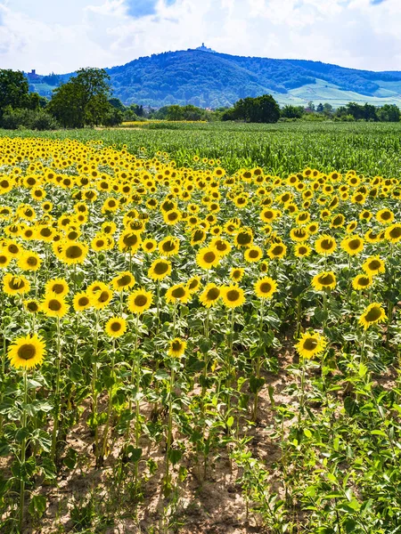 Campo di girasole in Alsazia in estate — Foto Stock