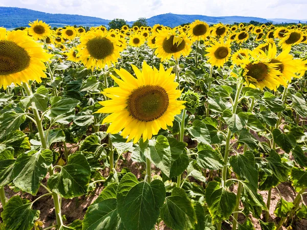 Flores amarelas de girassóis em campo na Alsácia — Fotografia de Stock