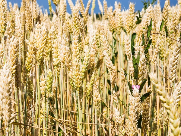 Espigas de trigo no campo com erva verde na Baviera — Fotografia de Stock