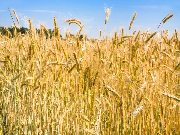 Field with ripe rye ears in Bavaria in summer — Stock Photo, Image